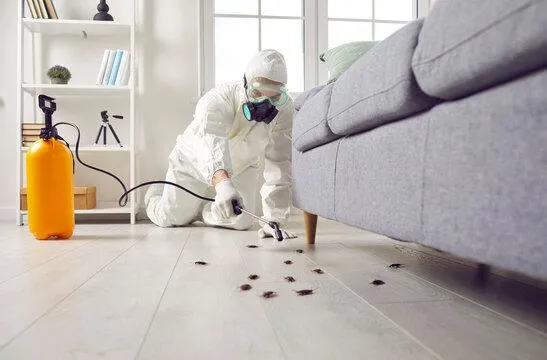 Licensed cockroach exterminator treating kitchen infestation in Yuma AZ home